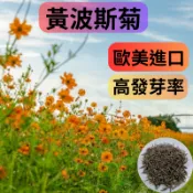 黃波斯菊種子 橘黃混色 1公斤 花海種子 家庭園藝 綠肥種子