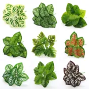 仿真綠植小盆栽隔斷圍欄景觀裝飾人造插花蕨類植物桉樹葉塑料草