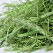 健康主食牧草甜燕麥草燕麥草甜小麥草苜蓿提摩西一割二割高纖易消化兔子龍貓豚鼠全階段營養均衡適口性强