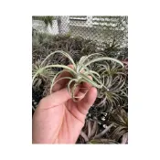 (店+)空氣鳳梨 噴泉x霸王 exserta X xerographica （實生苗）（附吊掛鋁線）