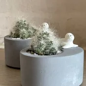 【南極大冒險】傑森植場JASON/多肉/仙人掌/客製化/送禮/植栽