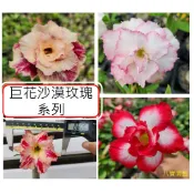 【八寶園藝】沙漠玫瑰 多肉植物 超美盆栽 重瓣巨花沙漠玫瑰系列 每一朵都超過8公分！