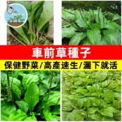 🥬車前草種子高發芽率 耐寒耐旱野菜車前子速生高產四季播種盆栽地栽  野菜種子 家庭菜園 陽臺盆栽 易種活 可食用