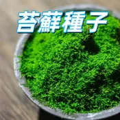 台灣現貨【苔蘚種子】青苔種子 陽台庭院綠化 盆栽裝飾 簡易種植 7天發芽 自然生長 室內外皆宜
