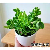 眼鏡蛇山蘇  蕨類植物  蕨類 山蘇 (觀葉植物 可上板植物 圓葉花燭 觀音蓮 彩葉芋 鹿角山蘇 )