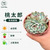 綠意小巷【桃太郎。多肉石蓮】葉尾一抹紅。三寸盆