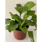 (店+)寵物植物 盆栽 車前草苗 大葉車前草 陸龜的最愛 蒲公英 桑葉盆栽 劍菜 洛神花 翠蘆莉 菊苣 野莧菜 朱瑾