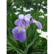 🌱鳶尾花-青龍(水生)│(編號:I8)#鳶尾
