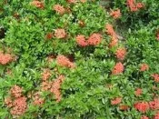 花田厝 樹苗~水果苗~玫瑰苗** 細葉仙丹(矮仙丹)(紅色)** 4吋苗/10盆1組/  S