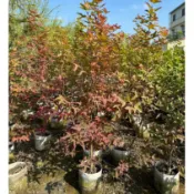 田尾玫瑰園 l 楓香樹、楓仔、角楓、路路通【八吋美植袋】行道樹 公園綠地 校園植物