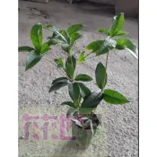 樹苗花苗玫瑰苗 水果苗~((( 四季桂(桂花苗) ))--3.5吋盆-1組10棵 (特價品)