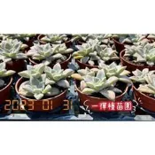 一禪種苗園-富含膳食纖維及微量礦物質〈石蓮花苗/矓月蓮-景天科〉多肉植物-3吋盆/長得像蓮花而得名