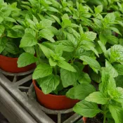 甜薄荷【大里種苗】3吋│香氣清甜│好照顧│新手香草│盆栽植物