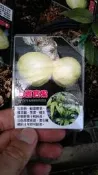 ╭☆東霖園藝☆╮稀有果樹( 白樹葡萄)白嘉寶果--另有肯布卡(黃色大果)--卡姆