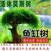 【可開發票】天然杜鵑根棲根紫柚木沉木魚缸水草缸樹枝樹根造景沉木一木成景