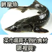 【年菜組合】活凍活凍鱘龍魚- 整尾/切塊~教您做鱘龍魚料理~自古以來視為滋補養生聖品~ 珍貴的美味佳餚