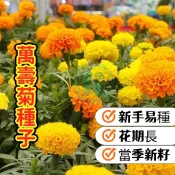萬壽菊種子 驅蟲草花 天然防蚊 陽台盆栽 四季開花 金光強健 綠肥植物 花壇佈置 易種易活 新手推薦