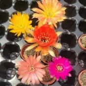 好心晴園藝  仙人掌  1吋盆黃金花園／彩草/只能挑球體不一樣的花色隨機