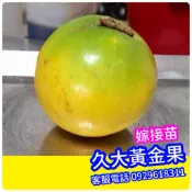 久大黃金果✅矮化嫁接盆栽✅超耐寒品種 北北基可種 黃金果 黃金果苗 樹苗 果苗 矮化果樹 矮生盆栽 矮化盆栽 水果苗