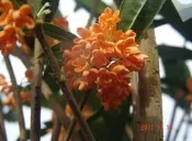 早花丹桂(桂花王.武籐桂花王.紅桂花繁育場)