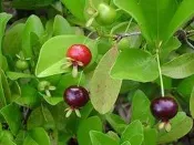 ╭＊田尾玫瑰園＊╯新興果樹-(巴西甜櫻桃)-適合做為果樹盆栽