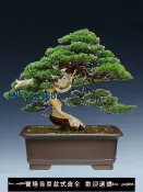 聚寶盆萬貨行 【店家補貼】宜興紫砂花盆陶瓷特大馬槽長方形盆景專用花盆加深高檔竹紫砂盆