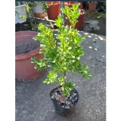 一禪種苗園-清香四溢開花數量相當驚人〈樹蘭苗〉綠籬植物-3吋黑套袋/花型小/相當受歡迎的香花樹種/行道樹/庭園觀賞植物