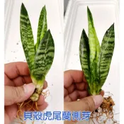 ZA貝殼虎尾蘭 1~3吋盆單株裸根中小苗 厚葉虎尾蘭 花苗 台中 立力花園 虎尾蘭專賣