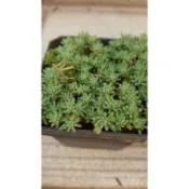 萬年草多肉植物20元~~~~~~