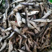 澎湖名產，澎湖扁魚乾