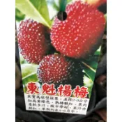 東魁  楊梅｜4吋苖植袋｜嫁接果樹苗木⋯