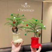 ❤️台灣🚛出❤️南洋杉聖誕樹盆栽年宵花客廳辦公室植物桌面擺件綠植節日送禮物