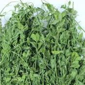 快速出貨 青草濃香天然風味牧草 誘食效果極佳兔子豚鼠龍貓荷蘭豬牛羊馬 食慾不佳動物快速適口