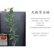 心栽花坊-大粒茂谷/大茂谷柑/嫁接苗/水果苗/柑橘類/特價250