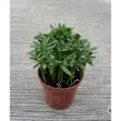 🪴綠植田園🪴羅漢松/3寸盆/小品/觀葉植物