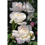 （🌟限量人氣新品）河本-天宮公主 プリンセス・テンコー - 7-8寸！《蟹老闆園藝花卉🤟》月季.玫瑰苗