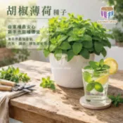 胡椒薄荷種子--食用香草、調酒薄荷、飲料薄荷、陽台盆栽、新手好種、香草植物--園藝倉庫