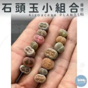 🌵✧植得栽✦【石頭玉小組合】番杏科/石頭玉/屁屁玉/石頭花/Lithops/生石花屬/屁屁石頭玉/多肉植物/多肉/園藝