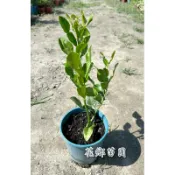 《花鄉園藝》馬蜂橙、泰國青檸、泰國檸檬、香料
