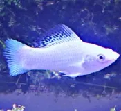 【成崧水族】超白金茉莉 茉莉魚 白金茉莉 球魚