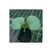 (店+)苦瓜苗 色澤白潤 白玉苦瓜 月華苦瓜 白玉蘋果苦瓜 豐收果實