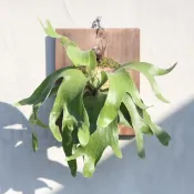 非猴交馬圓 Platycerium 'Dawboy'風火輪 2吋盆 蕨類植物 鹿角蕨上板 【阿金的便秘花園】PP253