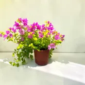 植物空間 粉紅豹九重葛5/7吋 美洲豹 頑皮豹九重葛 綠化植物 開花植物