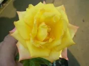 ╭＊田尾玫瑰園＊╯玫瑰花-( 金色沙灘 .Rose golden sands)