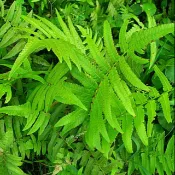 過貓（ 過溝菜蕨）可食用美味，養身野菜， 容易 種植，  裸根土球出貨，1棵20元☆日月農場☆