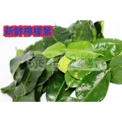 -{泰菲印越} 新鮮檸檬葉 檸檬葉 新鮮檸檬葉 約45g