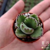 【星辰多肉】綠熊 一吋穩根或微根，  連盆寄送。多肉植物，療癒，觀葉，多肉。（寄送會掉葉，可接受再下單）