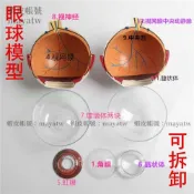 (MD-B_0128)眼球解剖模型 6倍自然大 眼球構造模型 教學醫學演示 生物器材