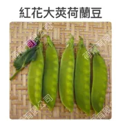 紅花大莢荷蘭豆種子(約35粒) 豌豆種子