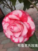 【盛宏茶花】茶花品種︱5吋盆原棵茶花︱布魯克氏玫瑰